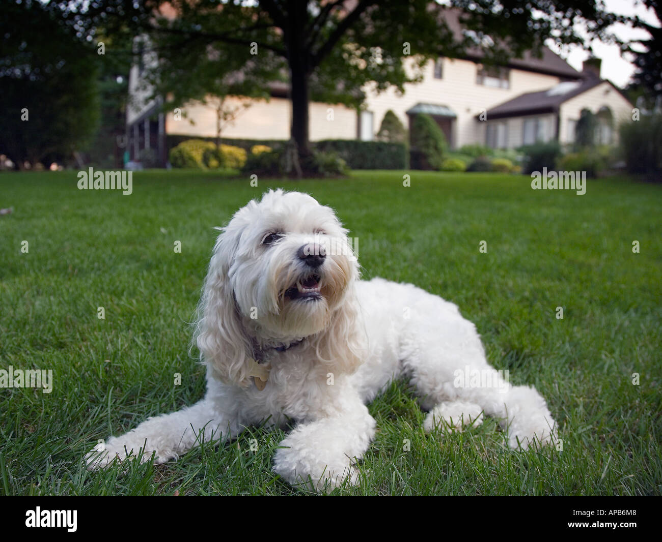 Chien de la famille dans l'arrière-cour Banque D'Images