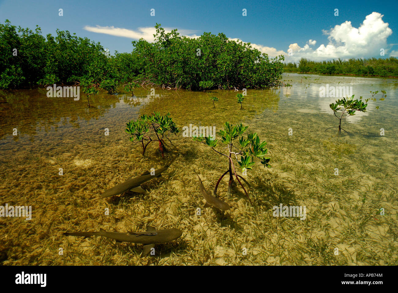 Requin citron Negaprion brevirostris les juvéniles dans les mangroves de l'Océan Atlantique Bimini pépinière Banque D'Images