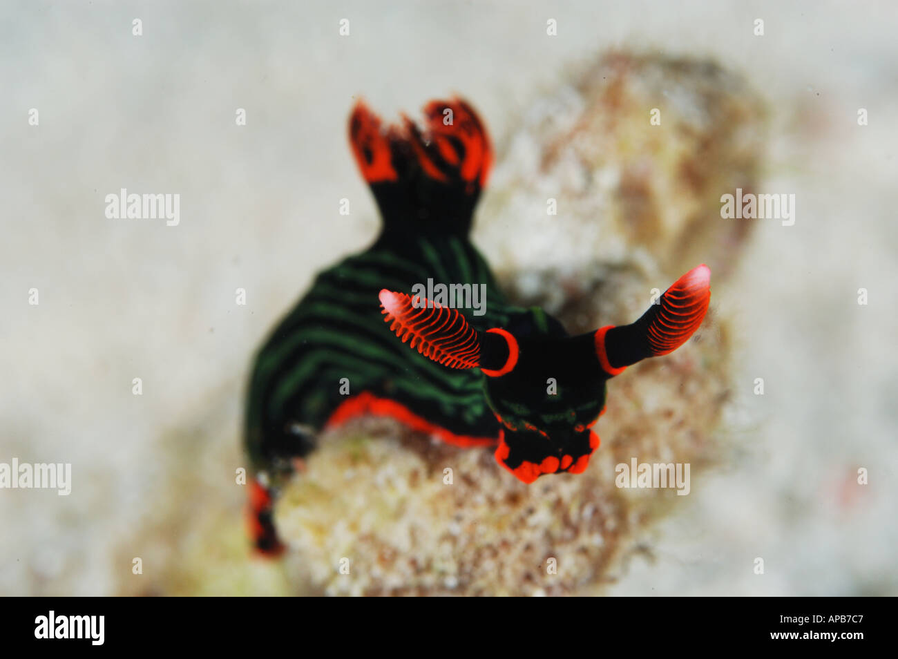 Un nudibranche rouge et vert de la famille Nembrotha Banque D'Images