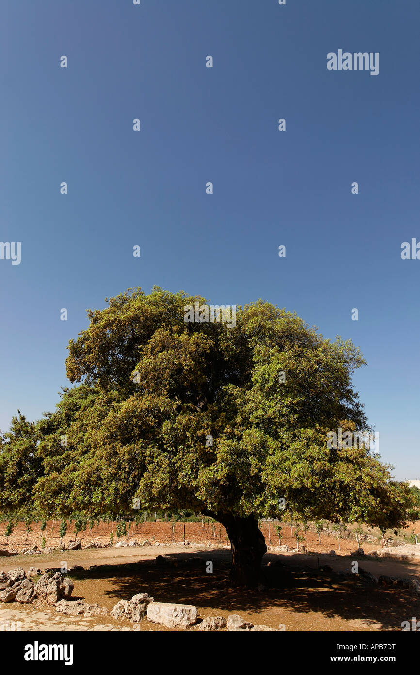 La Judée chêne kermès Quercus Caliprinos de Gush Etzion Banque D'Images