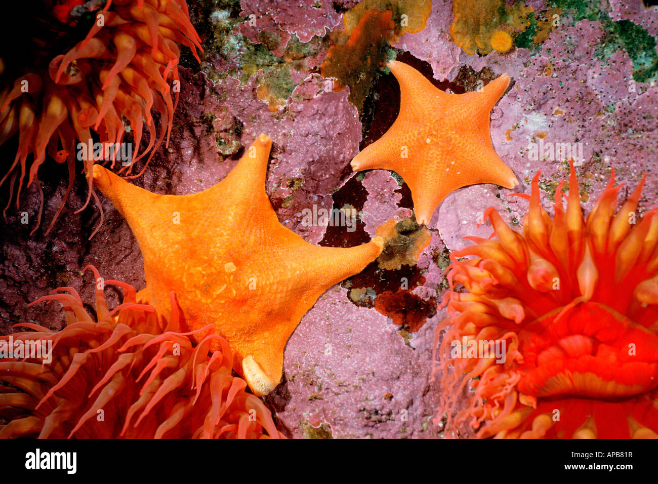 Asterina miniata bat star Océan Pacifique Californie Banque D'Images