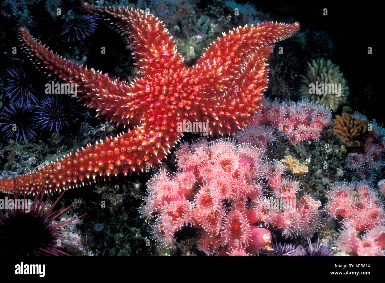 Rainbow Star Orthasterias koehleri Californie Océan Pacifique Banque D'Images