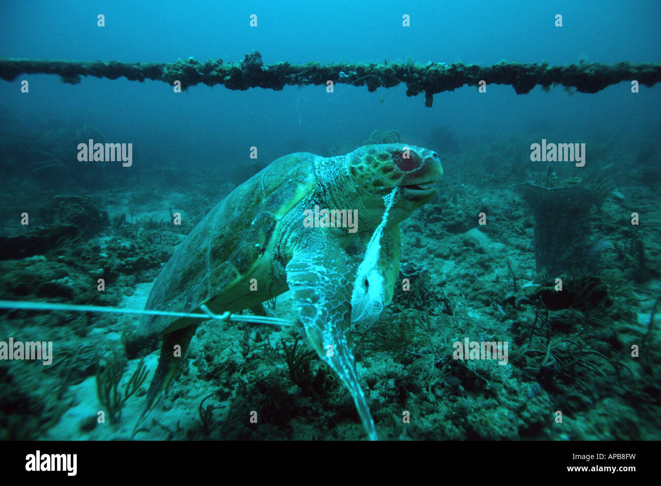 L'emmêlement de la tortue de mer loggerhead Banque D'Images