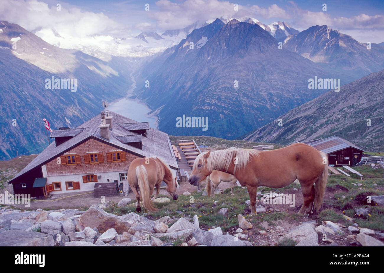 Les chevaux à côté du refuge Olperer, Berliner Hohenweg walking route, Alpes de Zillertal, Autriche Banque D'Images
