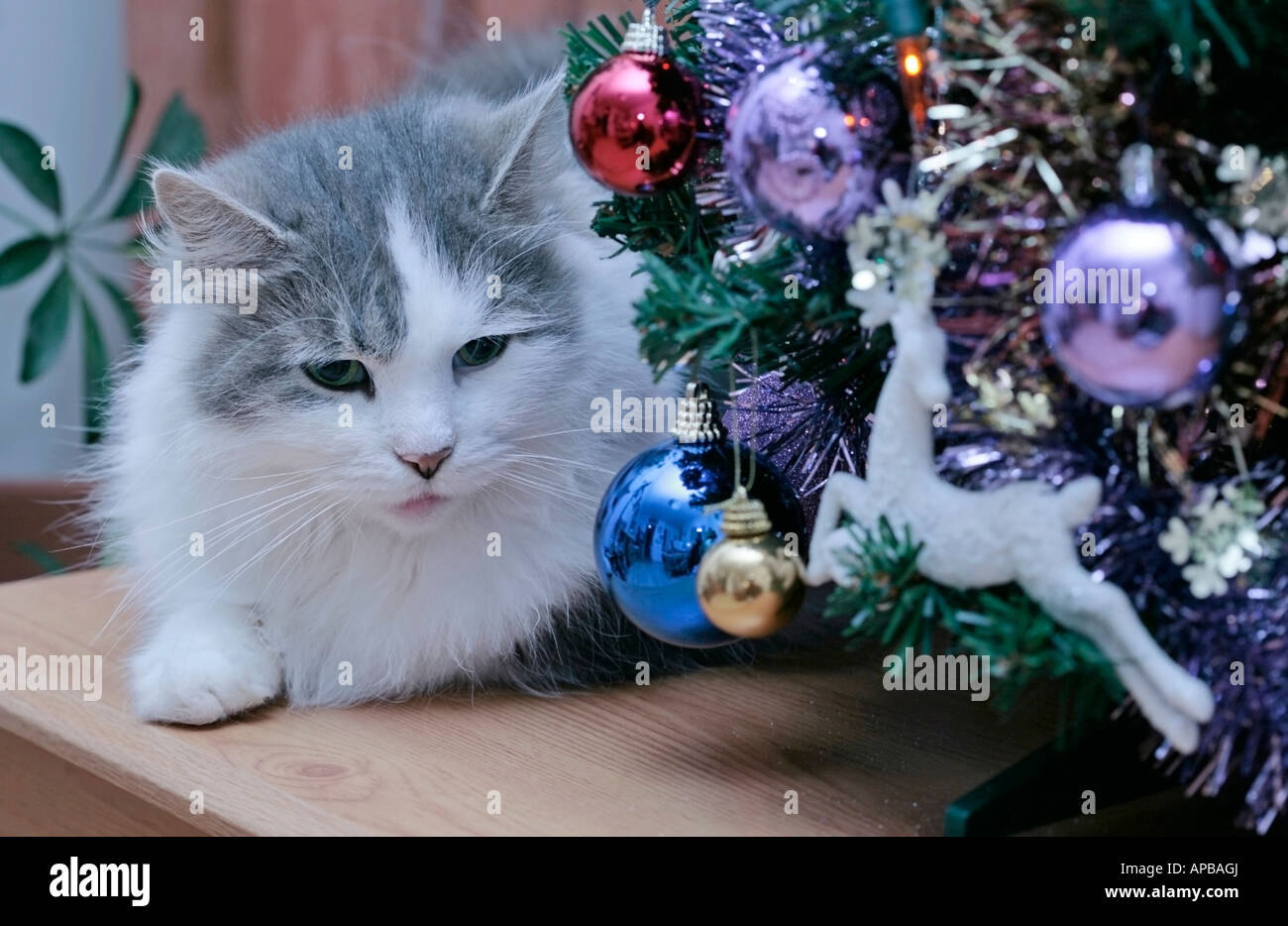 Portrait d'une femelle adulte doux gris et blanc chat domestique (Felis catus) à côté de l'arbre de Noël décoré Banque D'Images