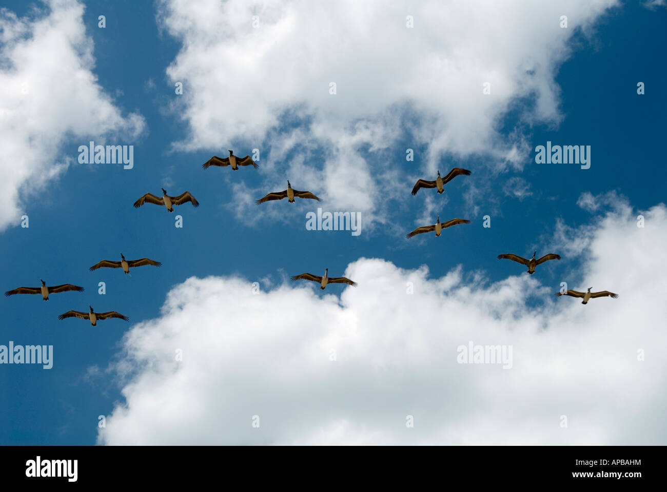 Une volée d'oiseaux dans le ciel Banque D'Images Une volée d'oiseaux dans le ciel Banque D'Images