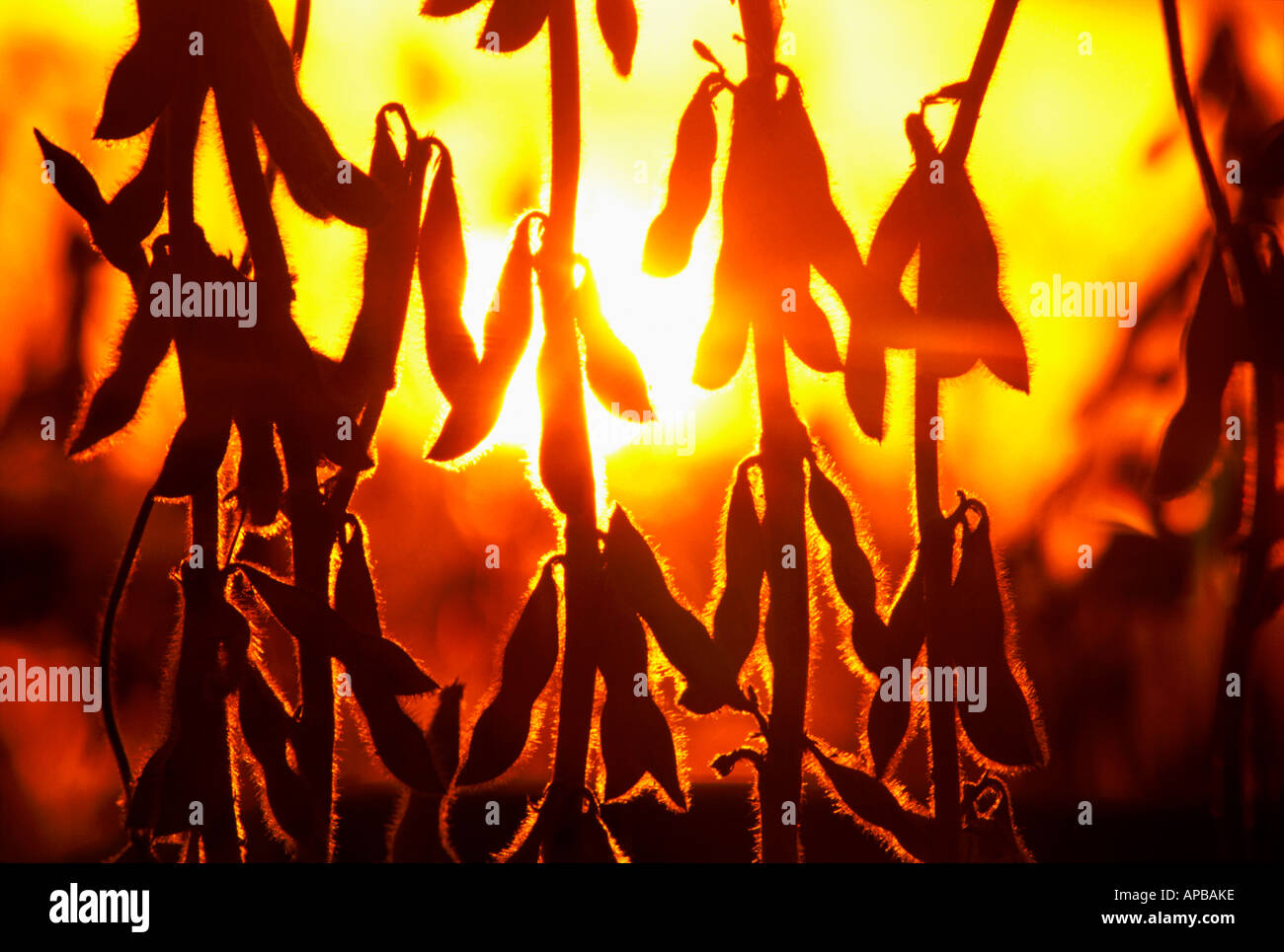 Agriculture - Closeup of silhouetté gousses de soja à maturité avec le soleil couchant en arrière-plan / Manitoba, Canada. Banque D'Images