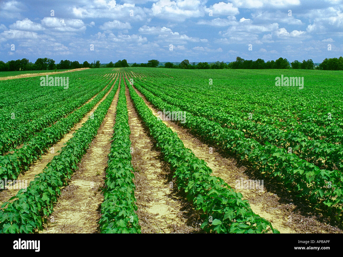 Domaine de l'agriculture sans labour croissance mi coton au 10-12 feuilles / New York, USA. Banque D'Images