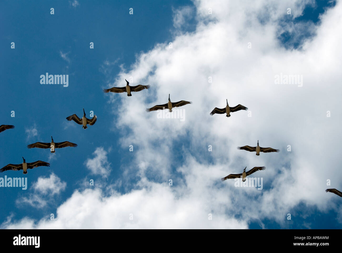 Une volée d'oiseaux dans le ciel Banque D'Images Une volée d'oiseaux dans le ciel Banque D'Images