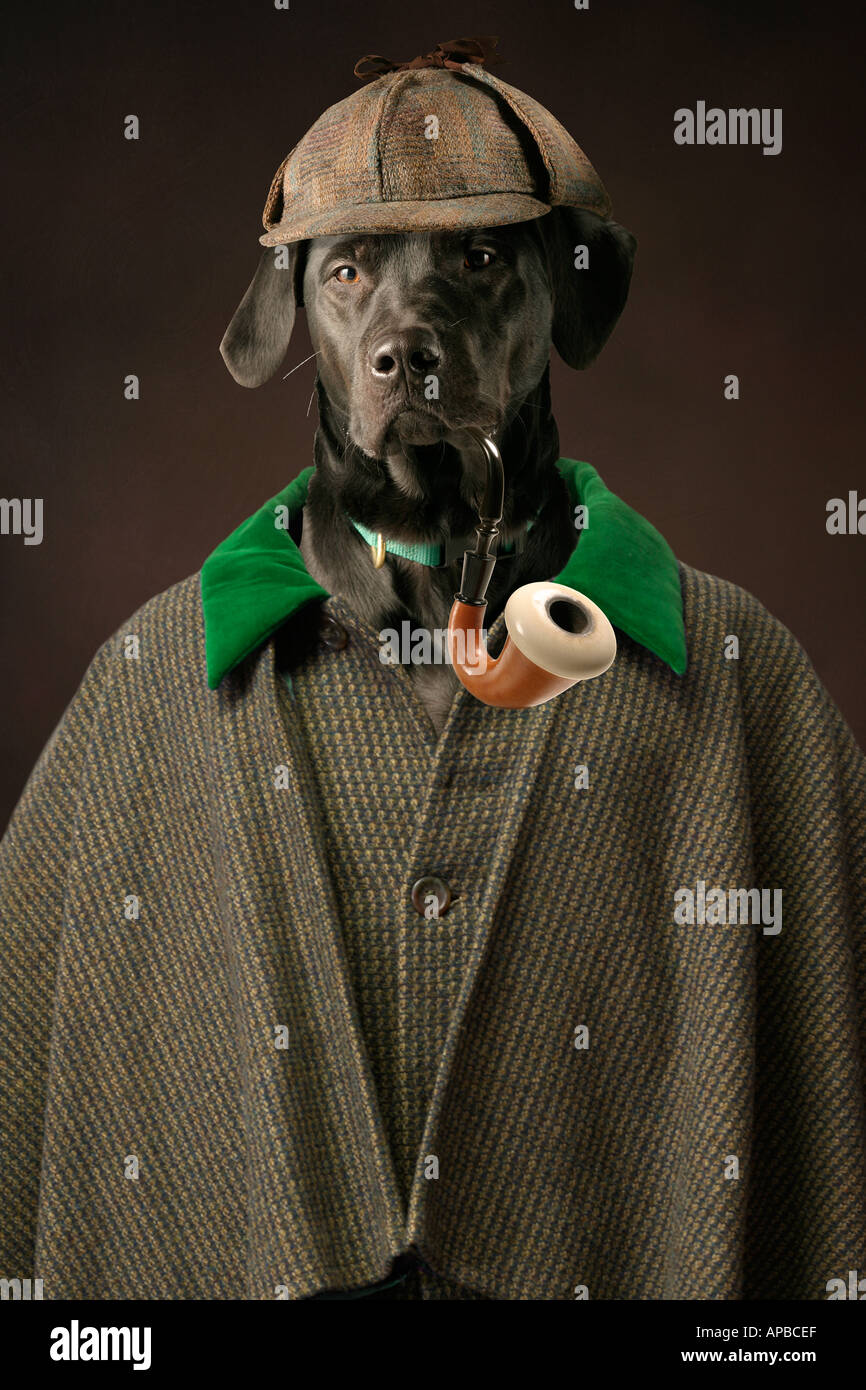 Chien de Sherlock Photo Stock - Alamy