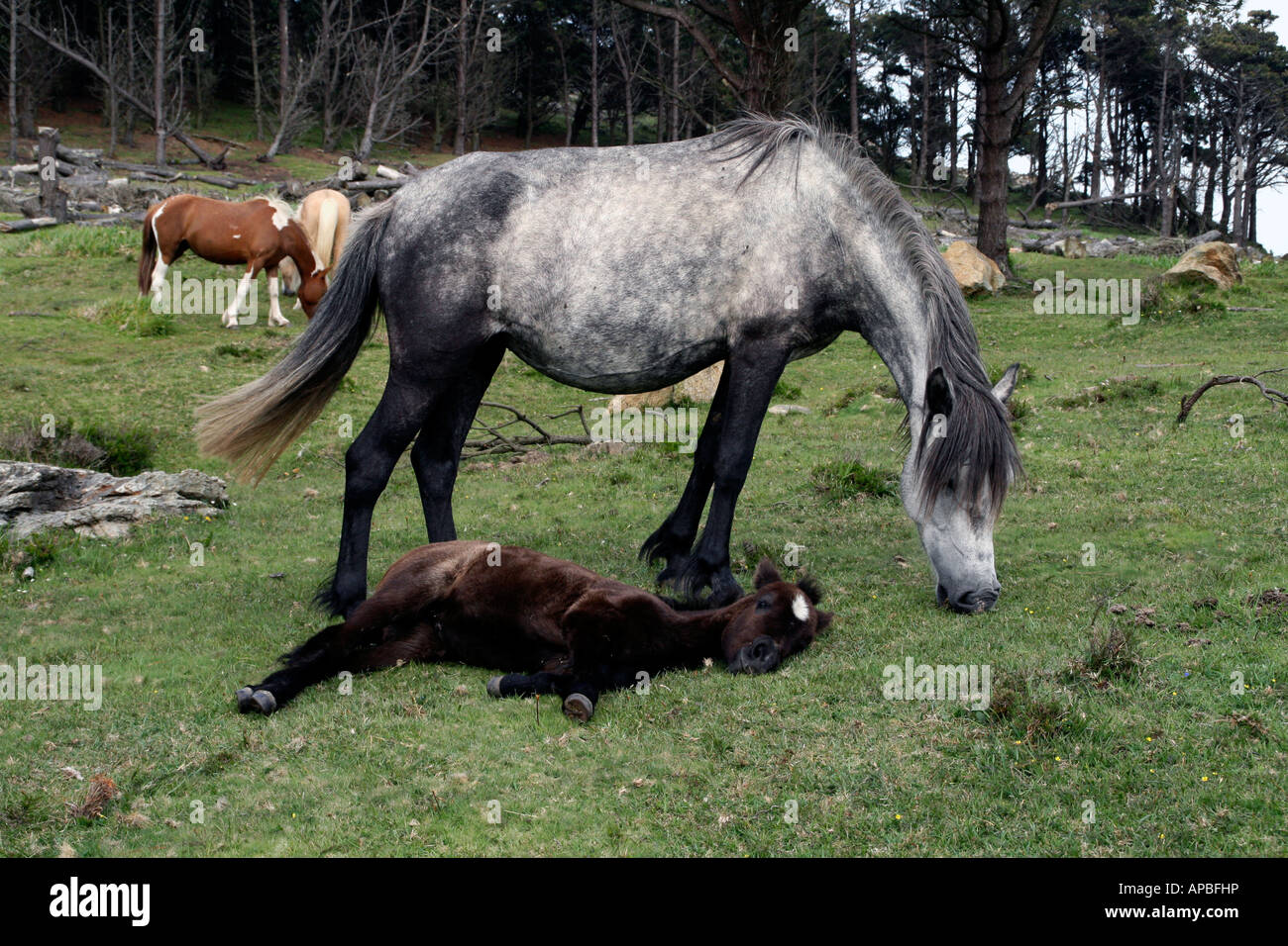 Wild horse et son poulain, Galice, Espagne Banque D'Images