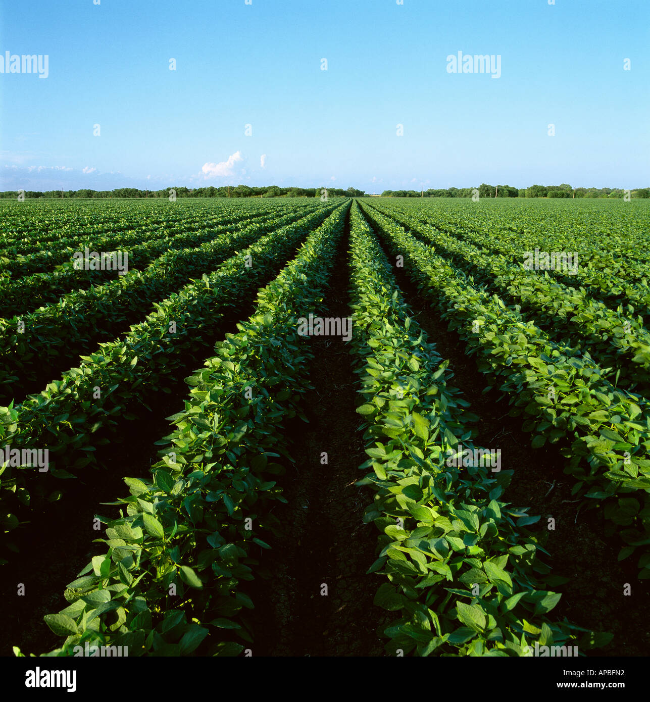Agriculture grand champ de soja de