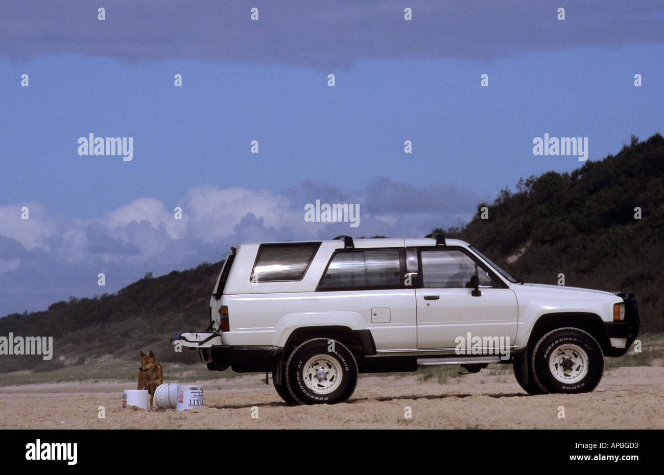 Dingo avec les touristes, Fraser Island, Queensland, Australie Banque D'Images