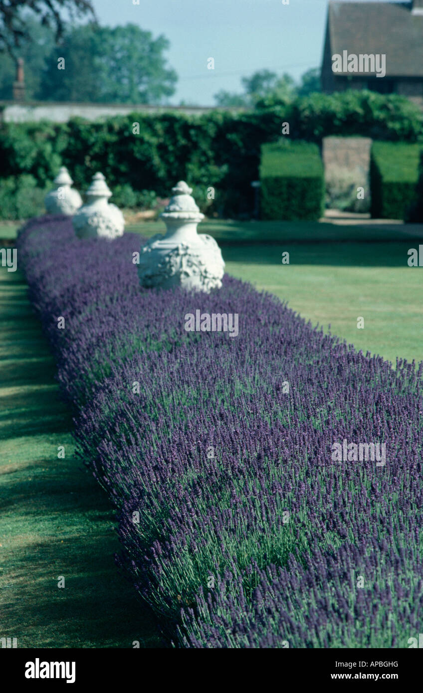 Urnes en pierre et couverture d'purple lavandula spica à Wakehurst Place Banque D'Images