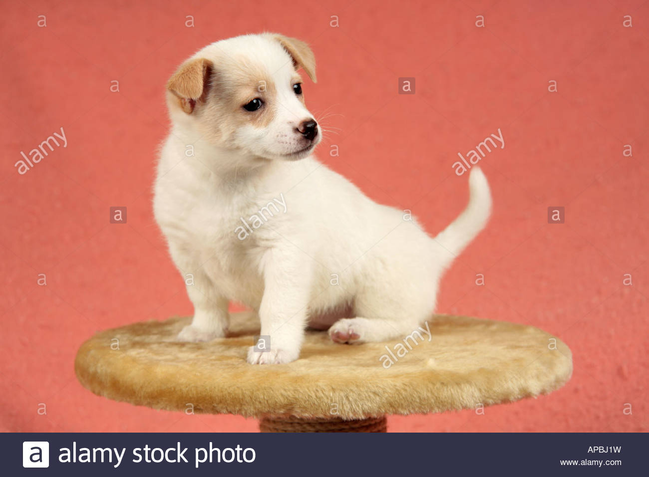 Portrait Dun Petit Chiot Bâtard Banque Dimages Photo