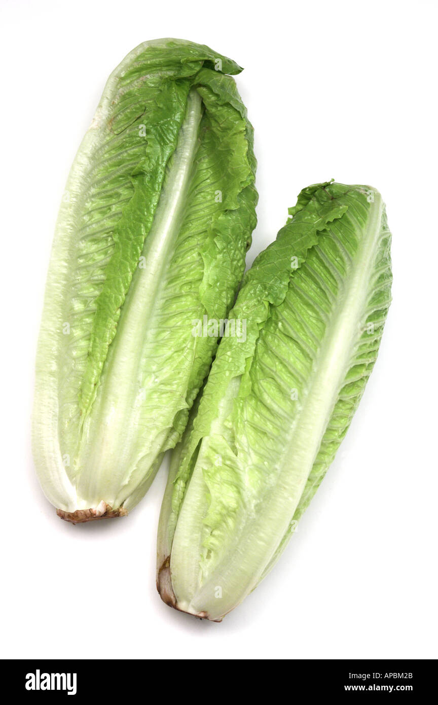 Laitue légumes Cœurs de laitue romaine Laitue Cos Banque D'Images