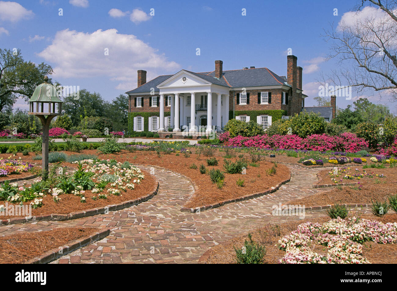 Une vue sur le jardins azeala à Boone Hall Plantation une grande plantation dans le quartier historique de Charleston Banque D'Images