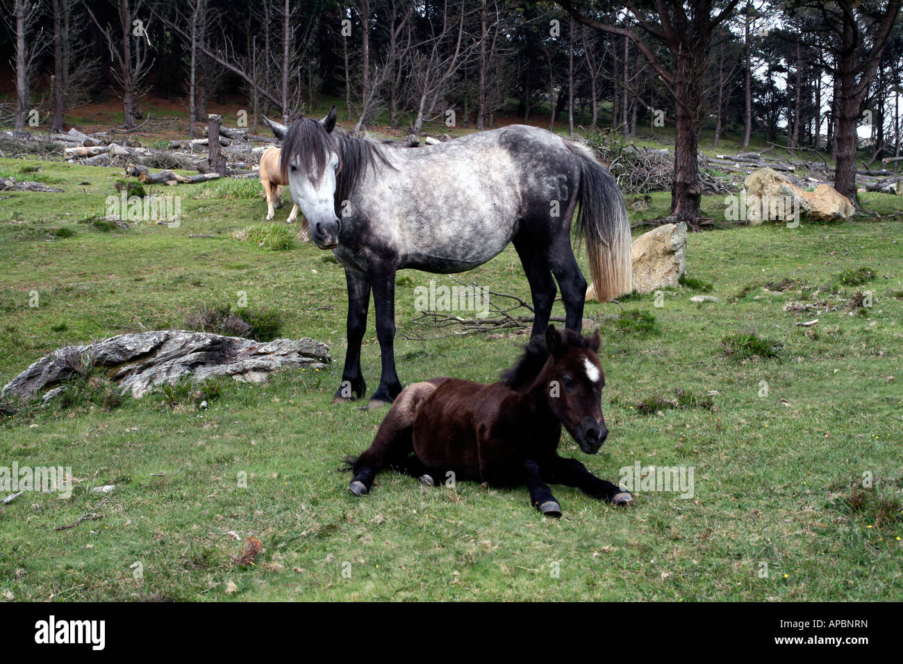 Wild horse et son poulain en Galice, Espagne Banque D'Images