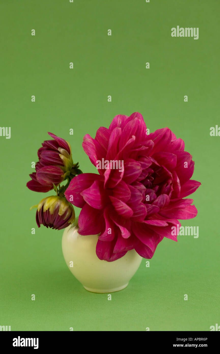 Dahlia rose fleurs dans vase rond blanc sur fond vert clair romantique simple Banque D'Images