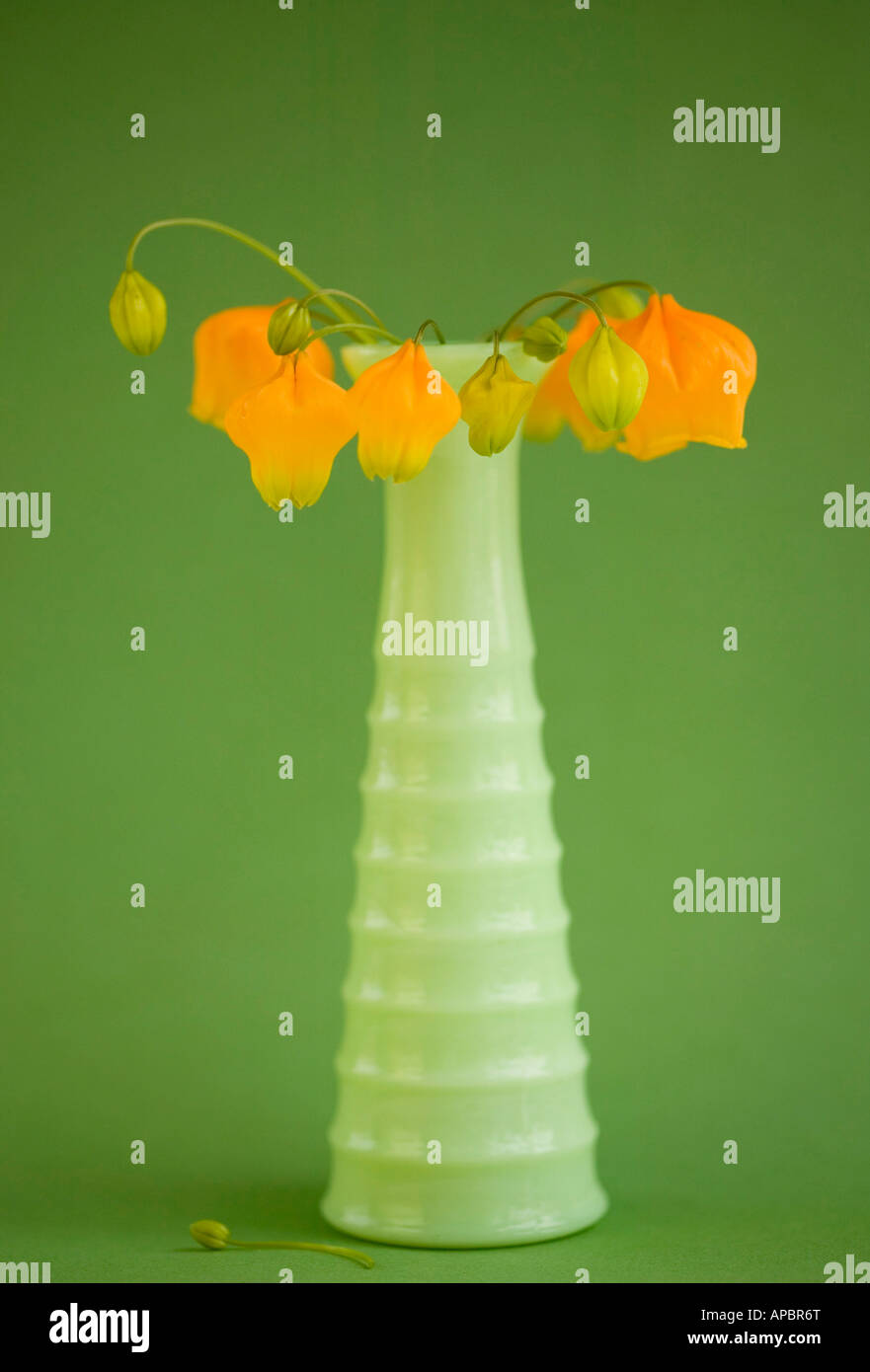 Des fleurs orange dans fire king simple vintage fireking Americana vase vert printemps délicat arrangement magnifique Banque D'Images Des fleurs orange dans fire king simple vintage fireking Americana vase vert printemps délicat arrangement magnifique Banque D'Images