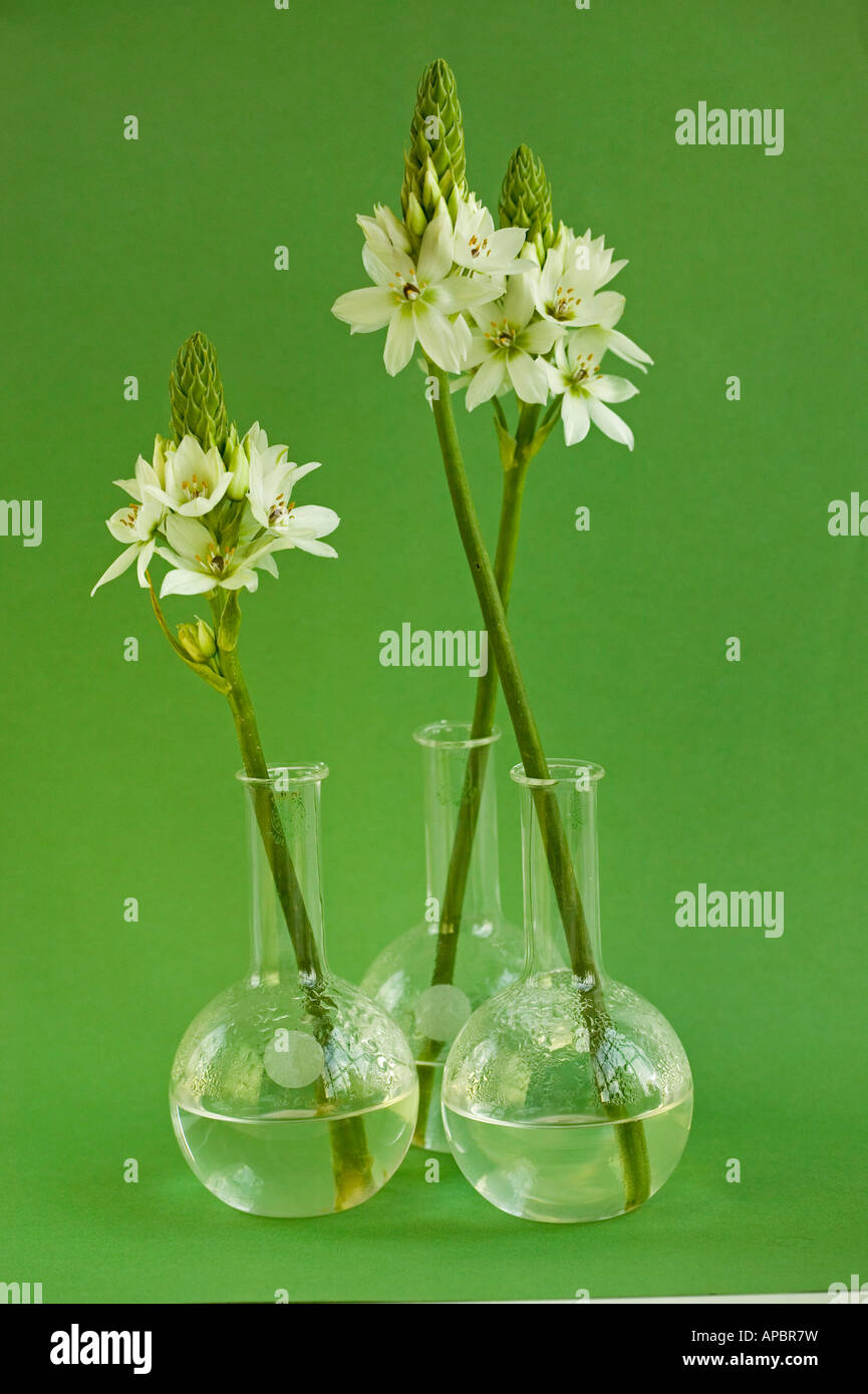 Floraison blanche fleur dans trois vases sur fond vert Banque D'Images