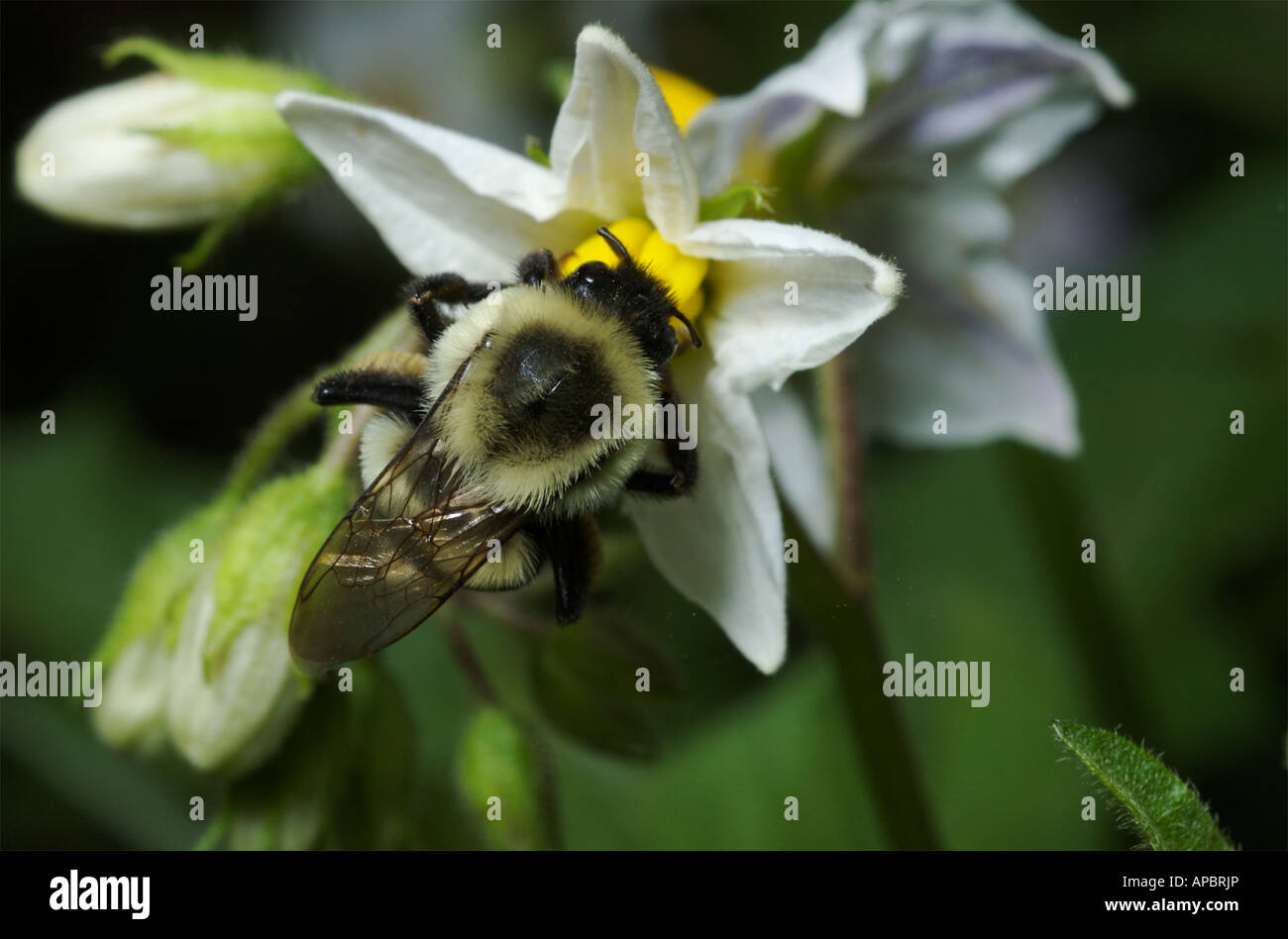 Bourdon Bombus impatiens de l'est une pollinisation fleur morelle Banque D'Images