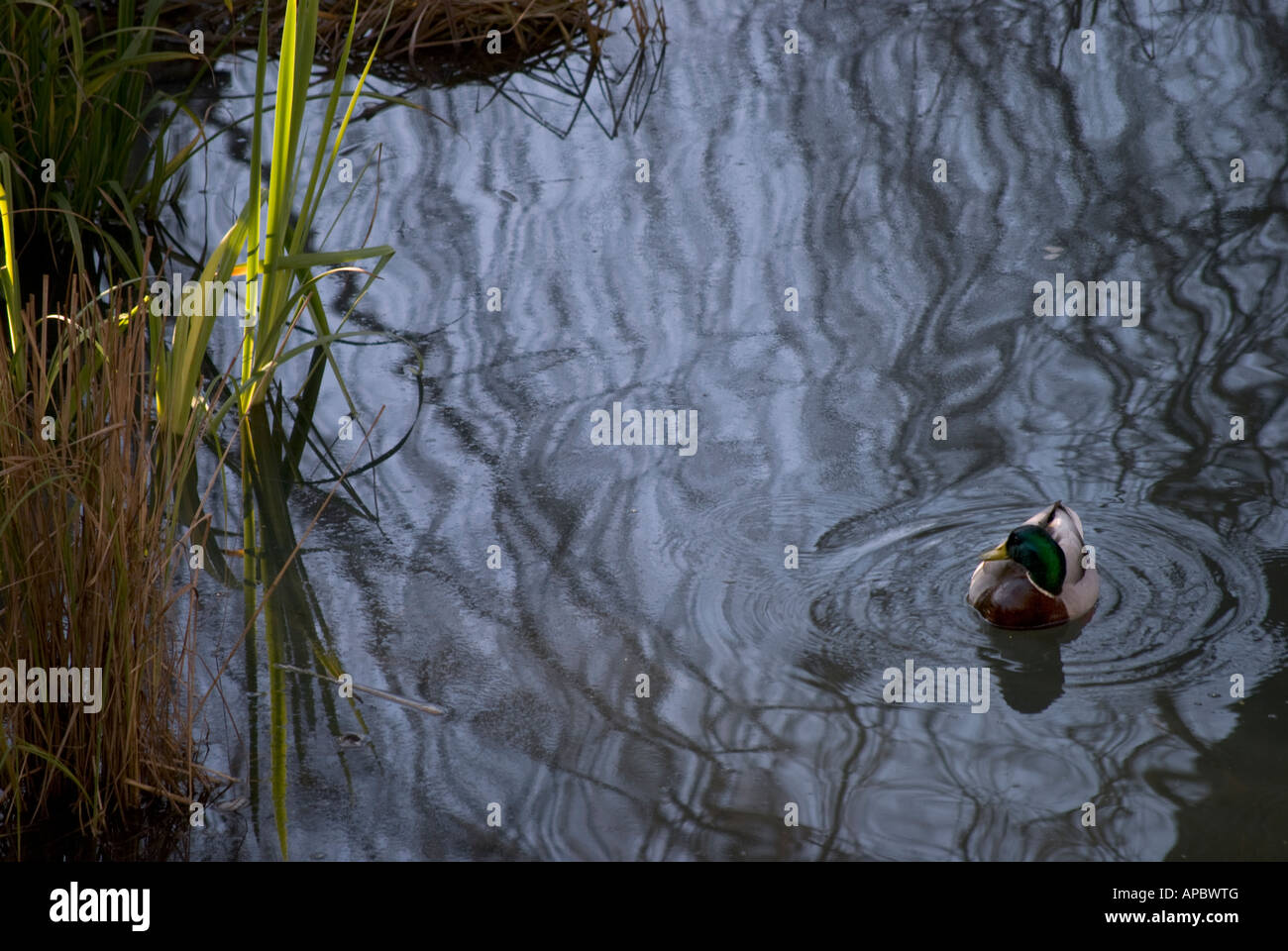 Canard dans un étang. Banque D'Images