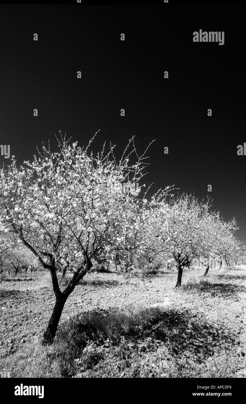 Temps Fleur d'amandier, capturés en noir et blanc photographie infrarouge Banque D'Images Temps Fleur d'amandier, capturés en noir et blanc photographie infrarouge Banque D'Images