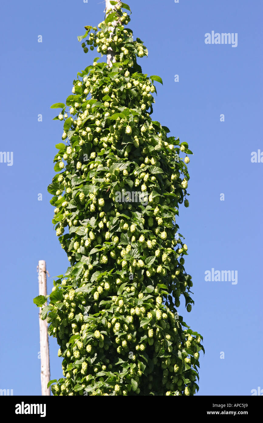 Dans le houblon cultivé de manière traditionnelle des plantes-hop Humulus lupulus développe à hop-poles Banque D'Images