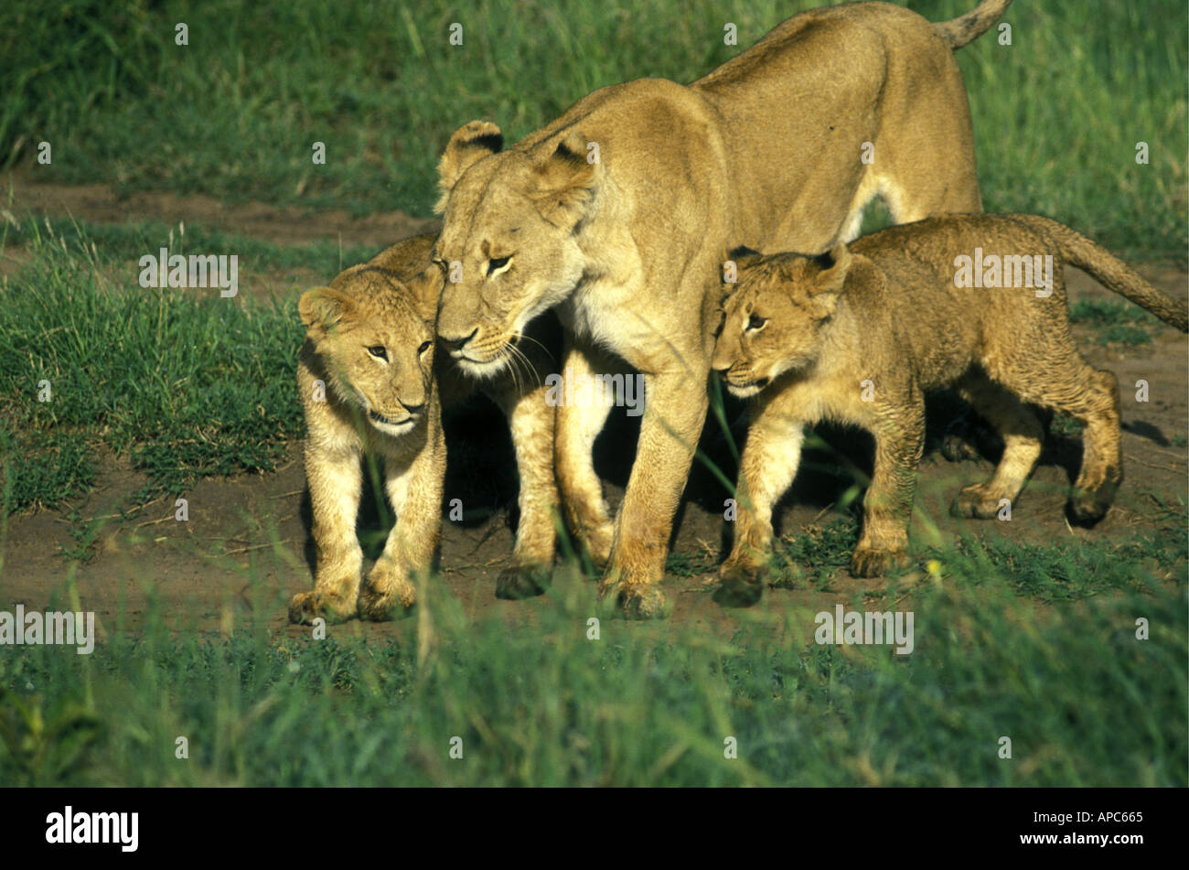 Lionne avec deux quatre mois d'oursons dans la Masai Mara National Reserve Kenya Afrique de l'Est Banque D'Images