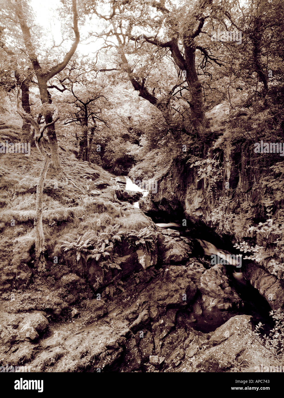 ;La forêt ; aira force lake District, Cumbria, Angleterre  ; ; Royaume-Uni ;;sépia Noir et blanc ; Banque D'Images
