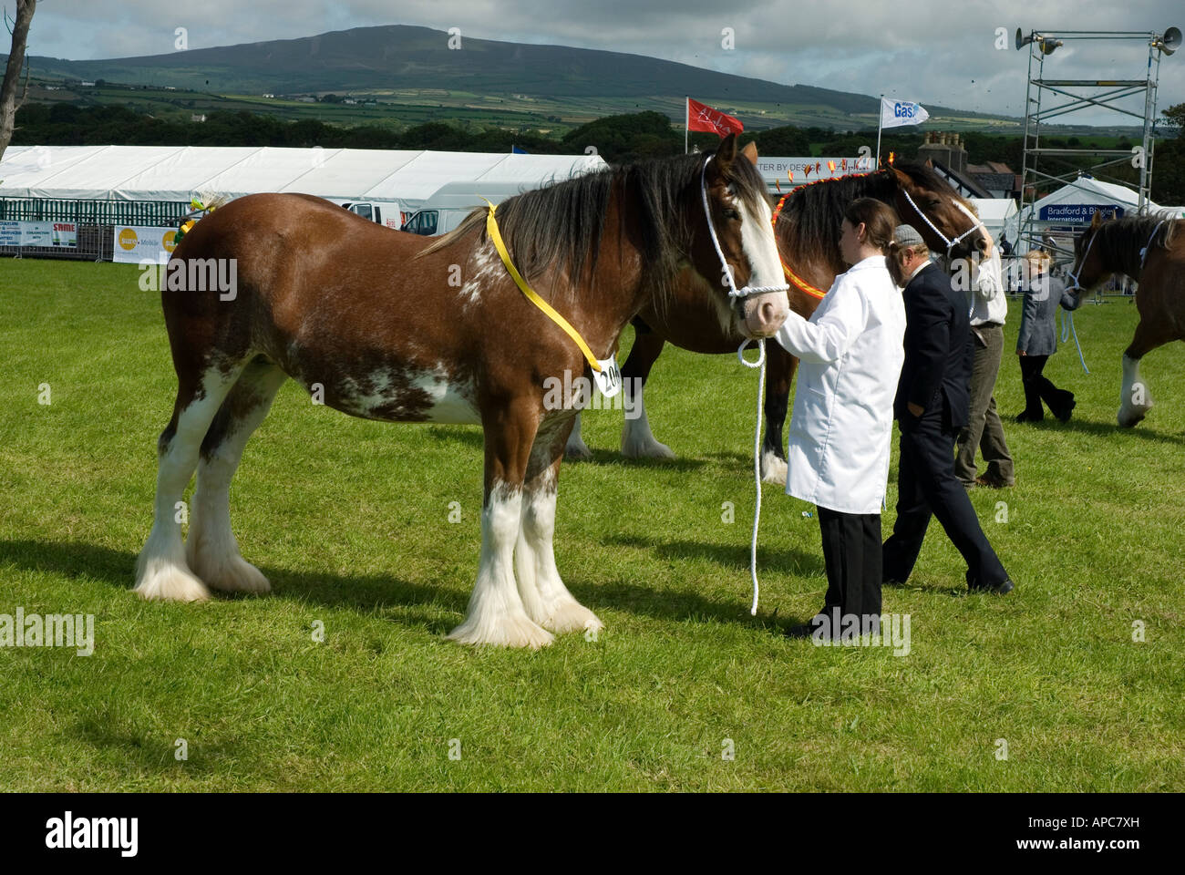 Shire chevaux d'être jugé au salon de l'agriculture Banque D'Images