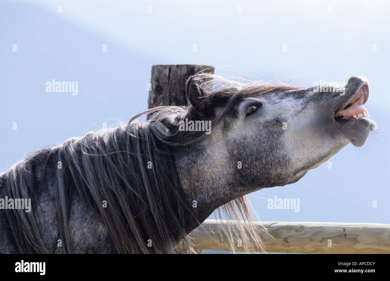 Cheval andalou (Equus caballus), étalon faisant le flehmen Banque D'Images