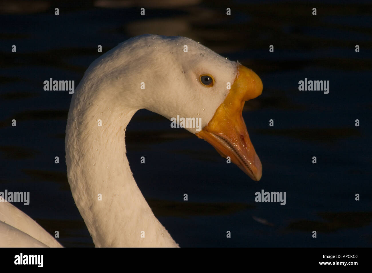 White Swan domestique (Anser cygnoides) Lac Balboa Van Nuys California USA Banque D'Images