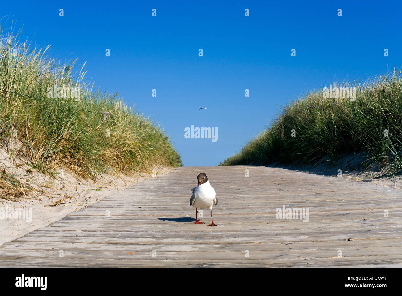 L'île de Langeoog, Seagull, îles de Frise orientale, Allemagne Banque D'Images