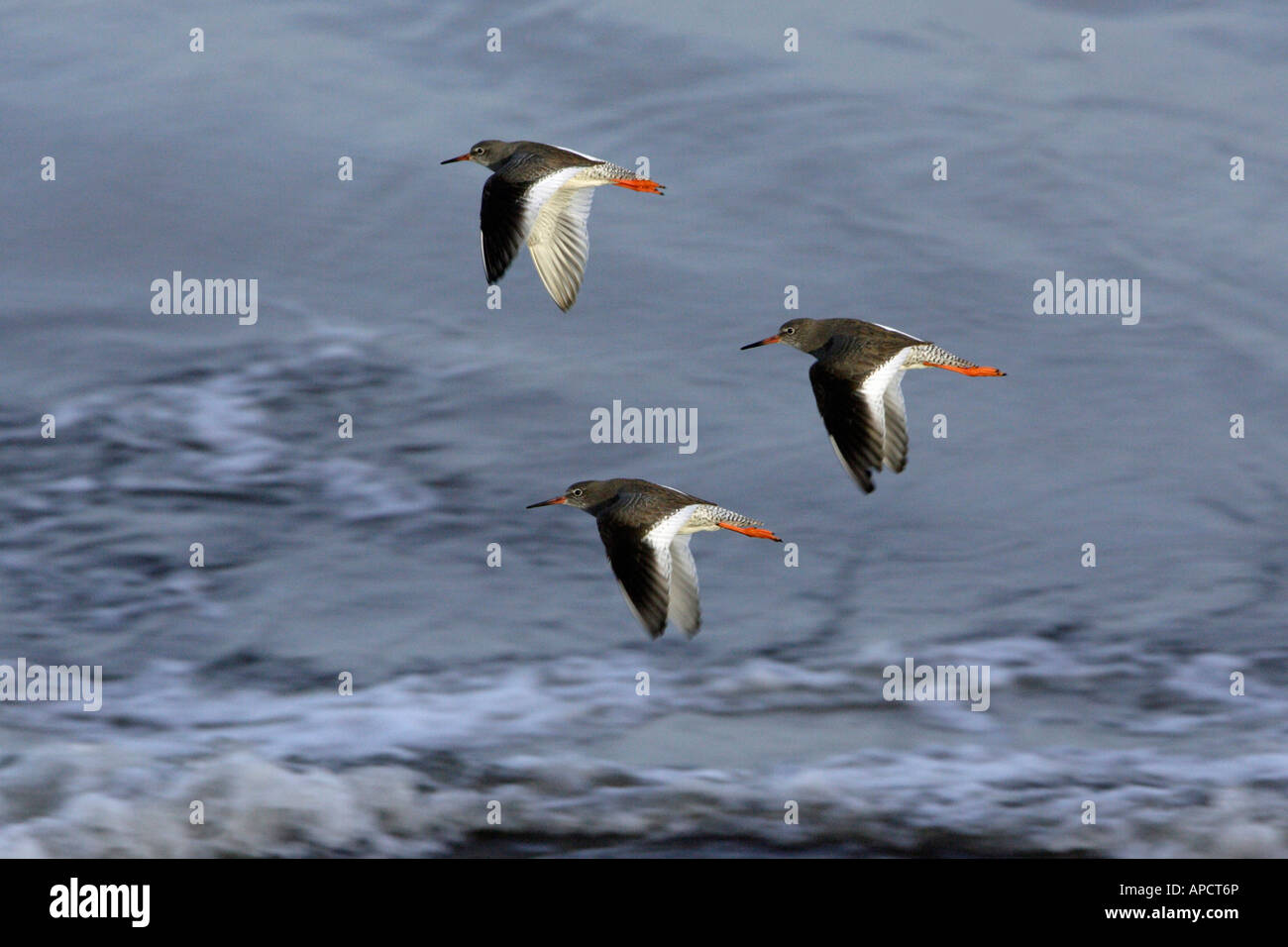 Chevalier arlequin (Tringa totanus) trois oiseaux survolant la mer du Nord Banque D'Images