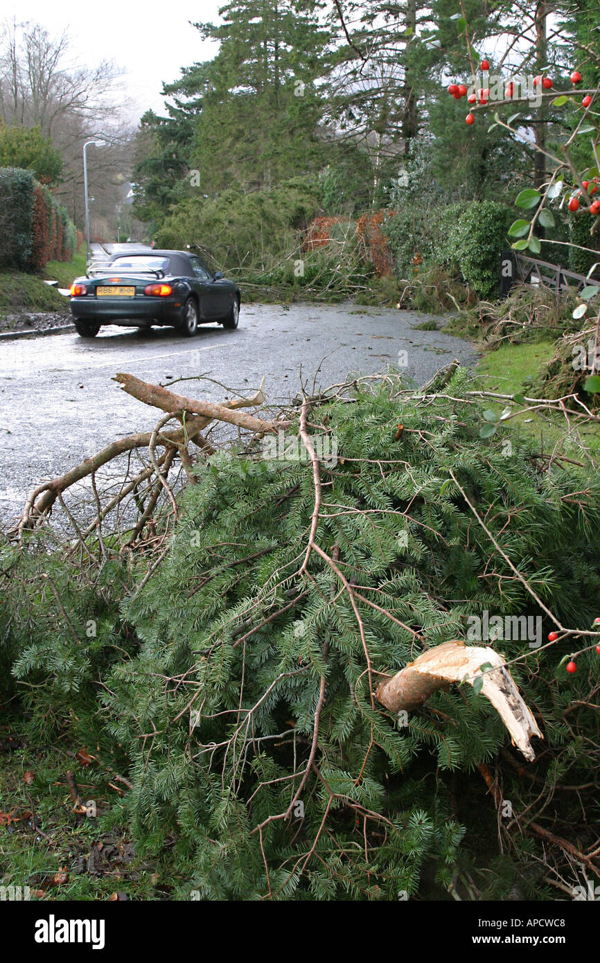 Les arbres tombés après la tempête bloquant les routes en 2005 à Keswick, Cumbria, Royaume-Uni Banque D'Images