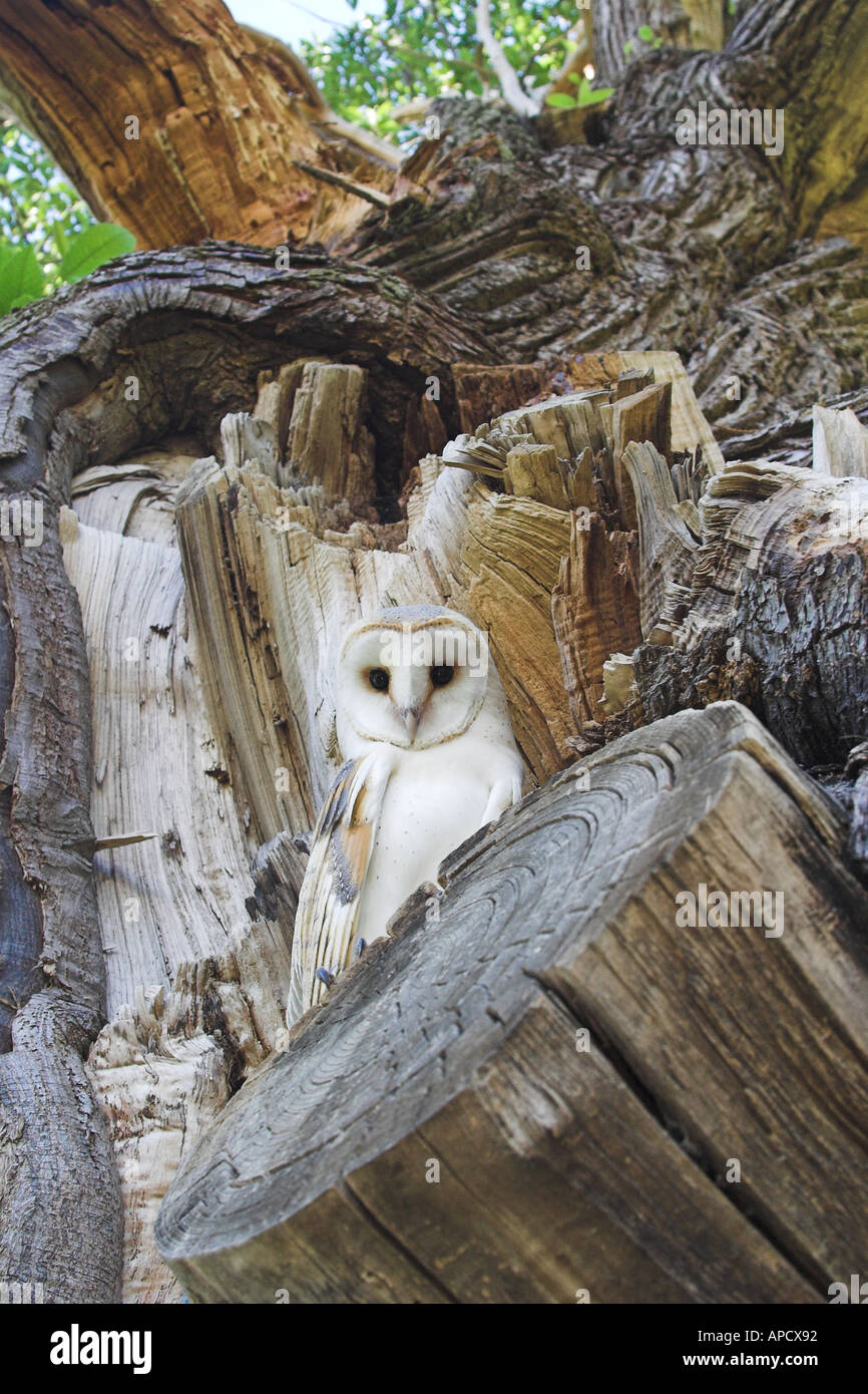 Barn Owl perché dans un chêne Banque D'Images