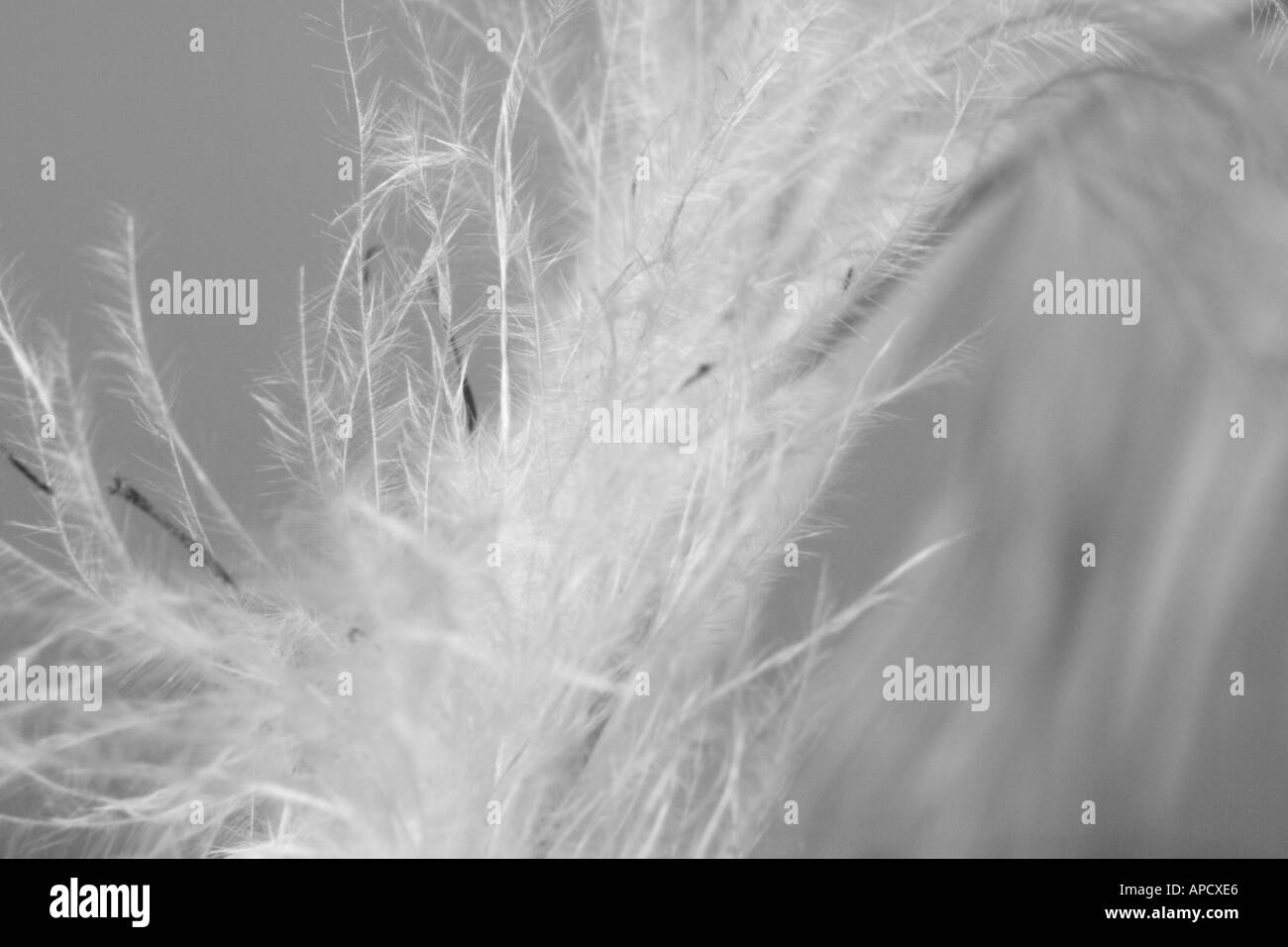 Close up image of feather tourné en détail Banque D'Images