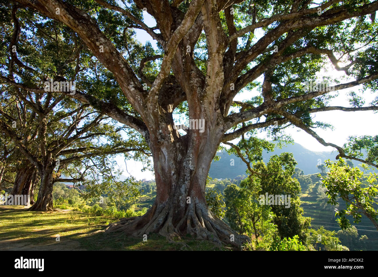 Vieux saint grand grand grand des arbres sur une plate-forme à Bandipur Mountain Resort Hotel Himalaya chaîne de collines Népal Asie Banque D'Images