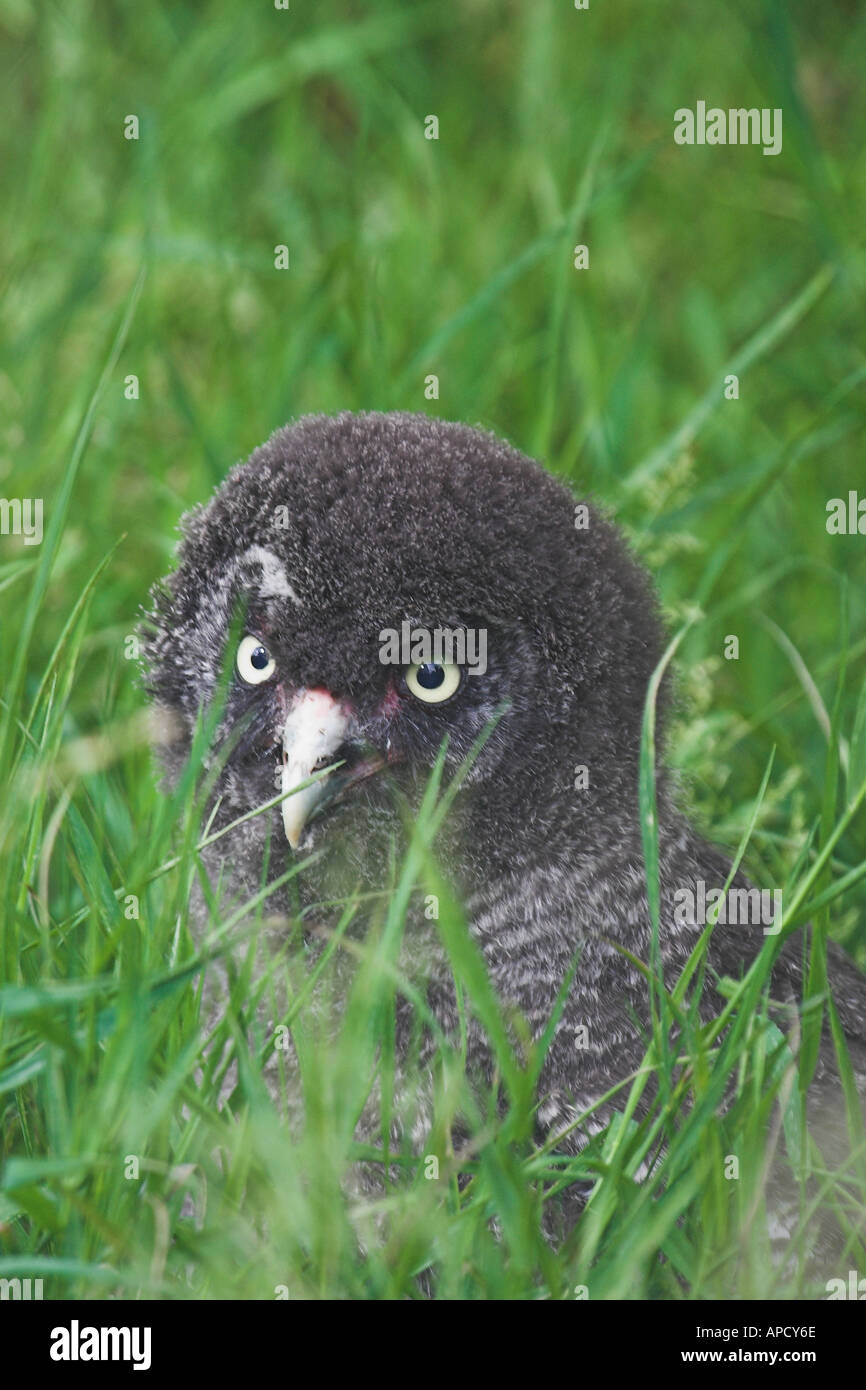 Grand gey owl bébé dans l'herbe Banque D'Images