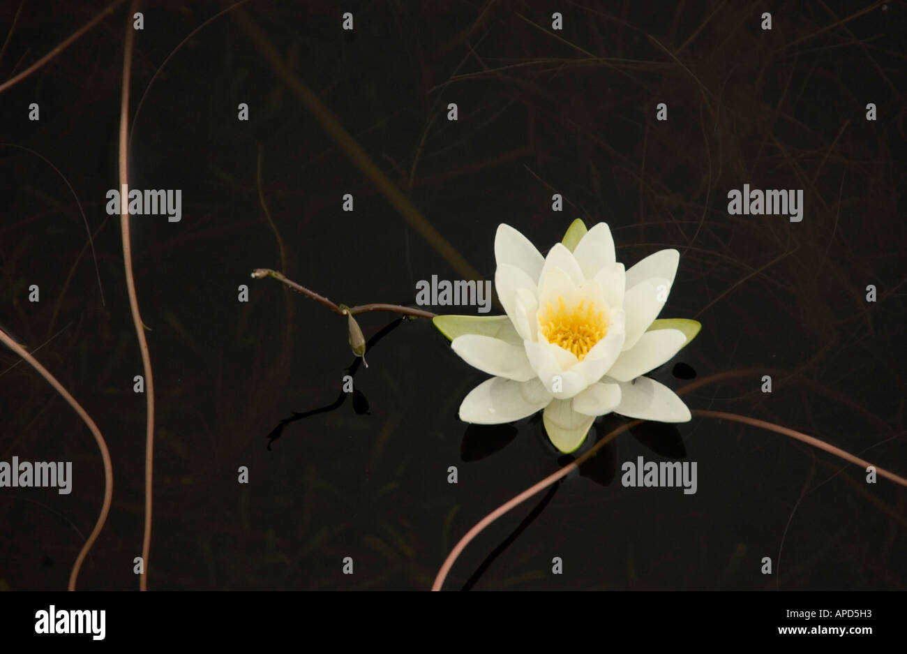 White Water Lily dans un étang sombre Banque D'Images
