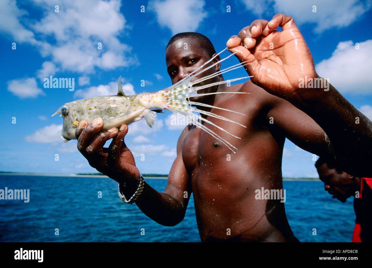 Pêcheur avec poisson vache (Lactophrys quadricornis) sur un récif de corail, Mafia Island, Tanzanie Banque D'Images