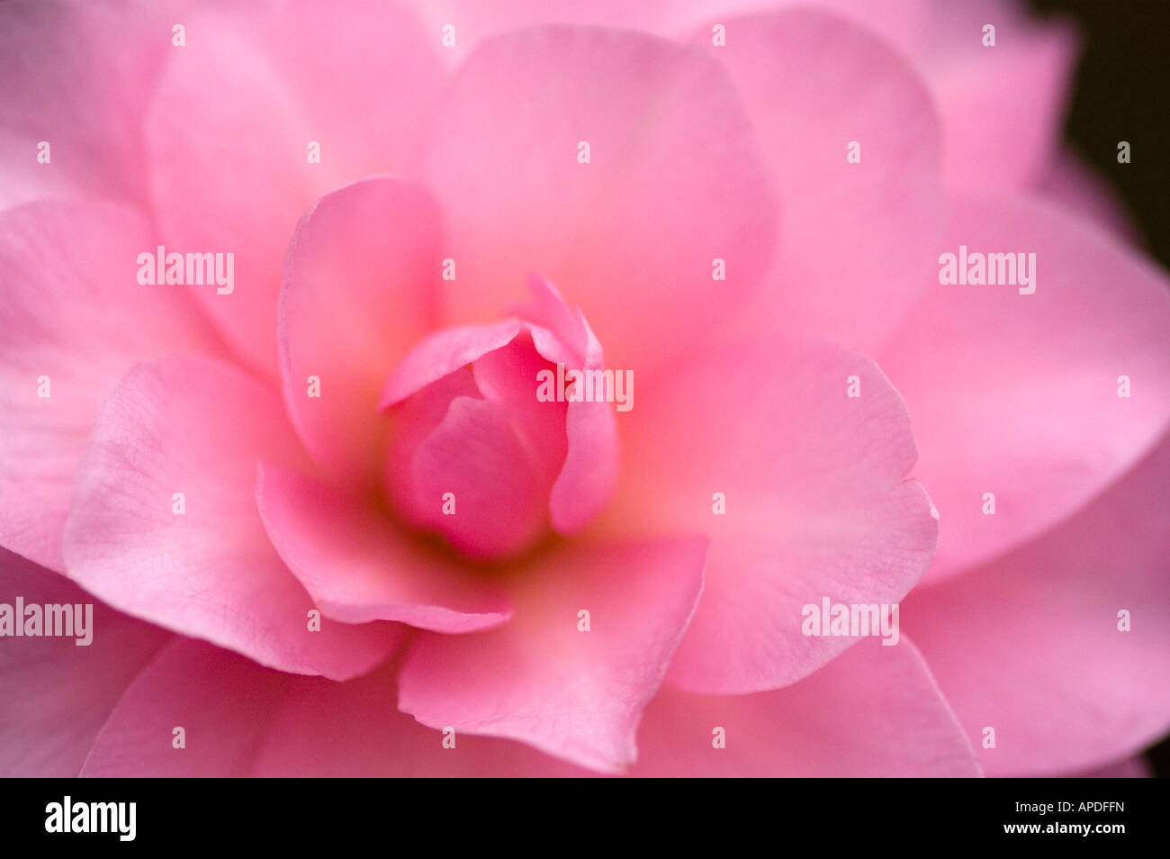 Floraison d'hiver jardin arbuste à fleurs roses délicates Soft focus droit Banque D'Images