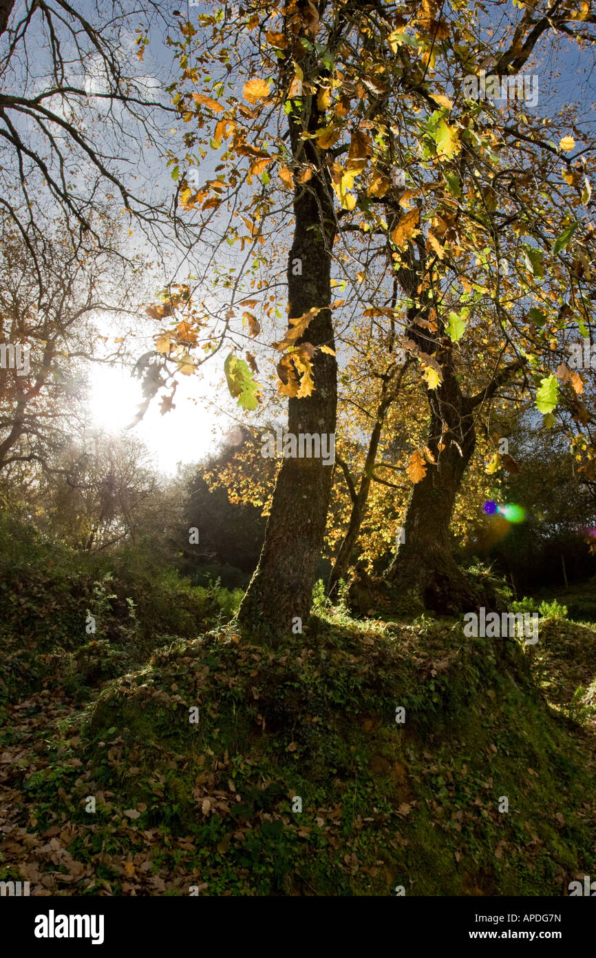 Autunno automne Banque D'Images