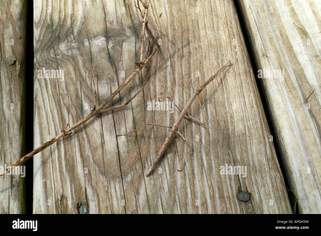 Stick Bug à côté d'un Stick Banque D'Images