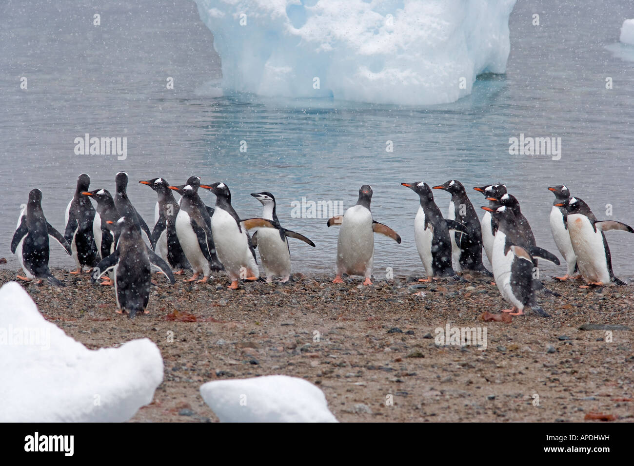 Gentoo et gamla débarquer dans l'Antarctique neige Banque D'Images