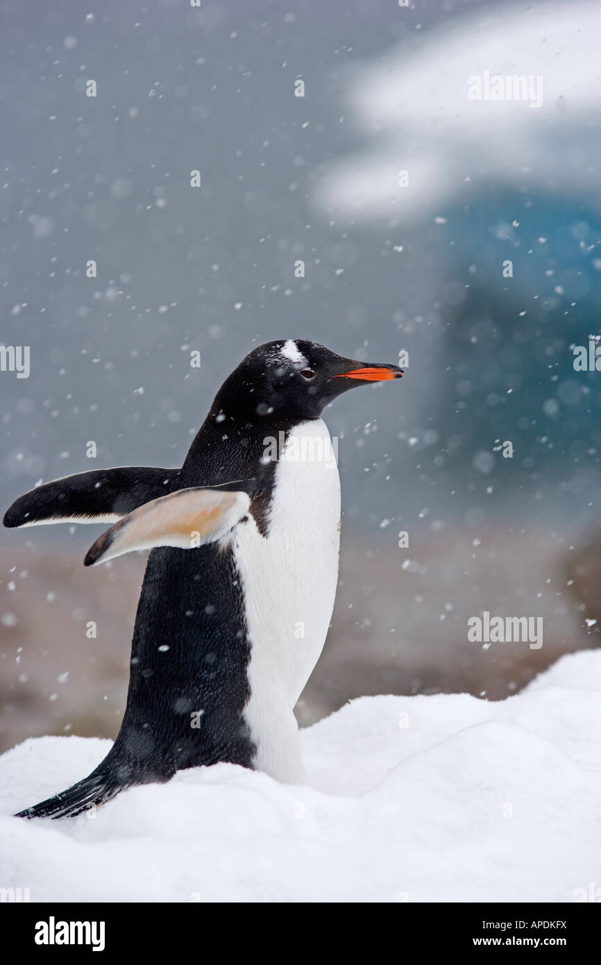 Gentoo dans l'Antarctique neige Banque D'Images