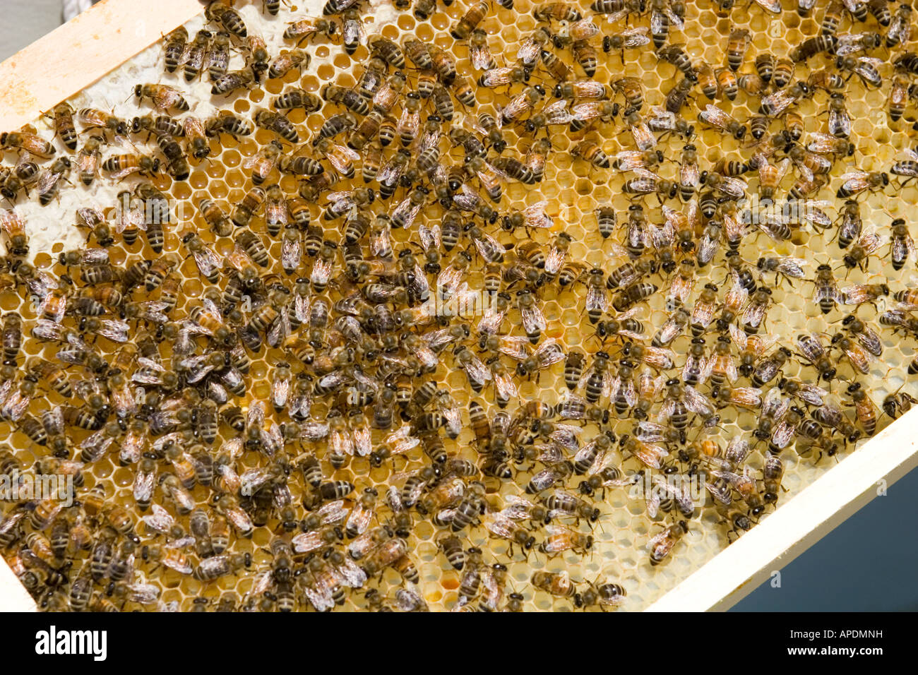 Une grappe d'abeilles Banque D'Images