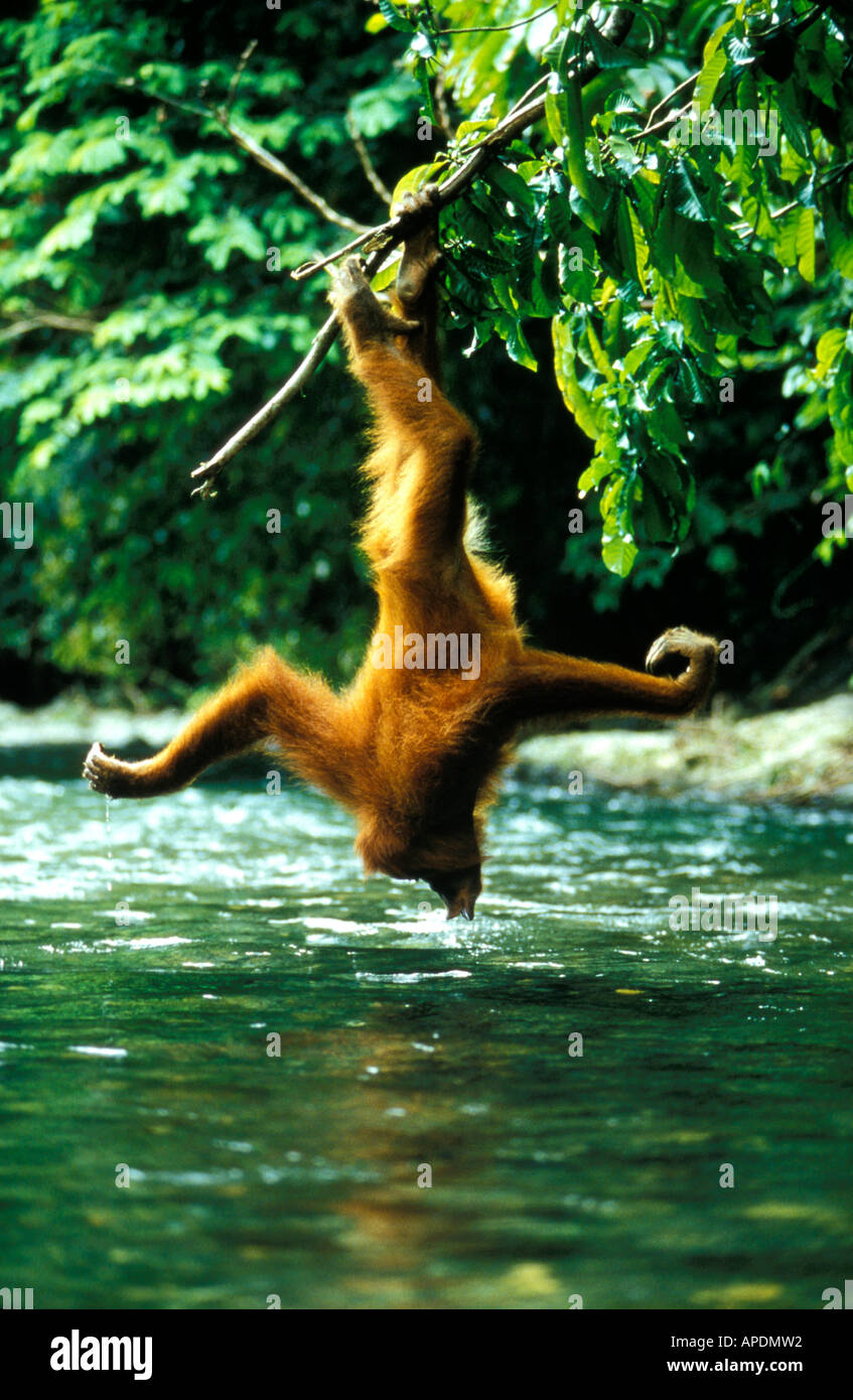 Orang-outan femelle boire hors de la rivière Bohorok, parc national de Gunung Leuser, Sumatra, Indonésie, Asie Banque D'Images